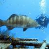Picture taken during the dive