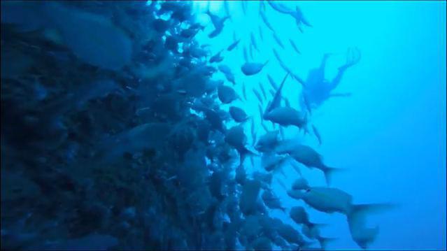 Aica Diving - Dive Center