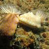 Picture taken during the dive