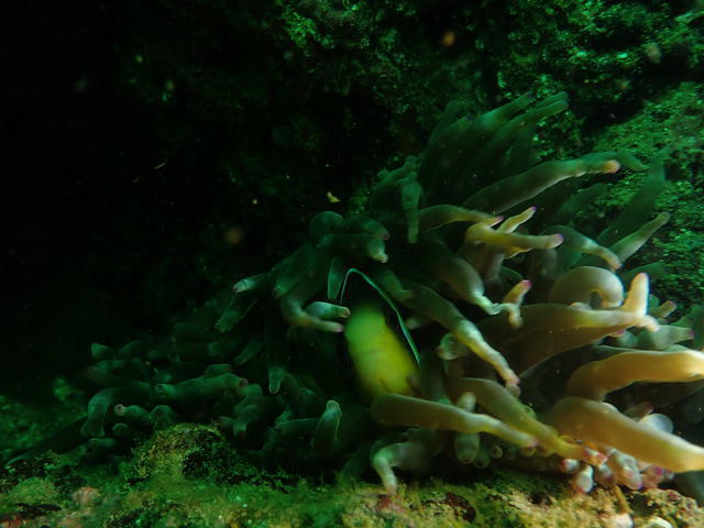 Euro-Divers Oman - Dive Center in Oman