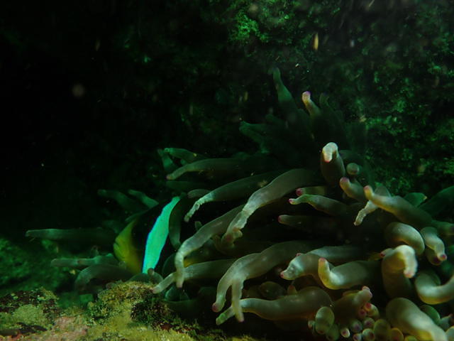 Euro-Divers Oman - Dive Center in Oman