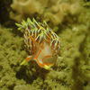 Picture taken during the dive