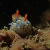 Picture taken during the dive