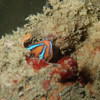 Picture taken during the dive