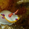 Picture taken during the dive