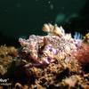 Picture taken during the dive