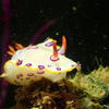Picture taken during the dive