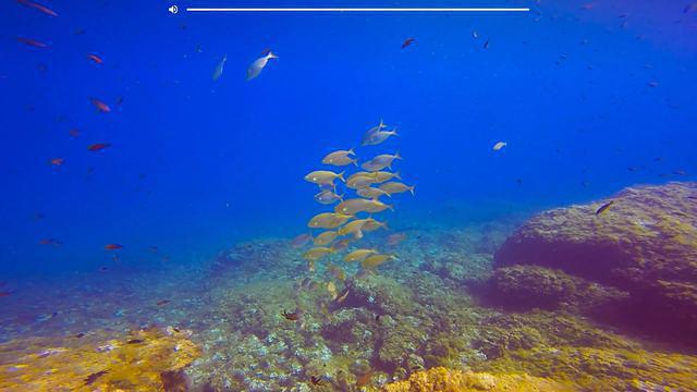 NISOS BENIDORM DIVE CENTRE - Dive Center in Spain