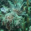 Picture taken during the dive