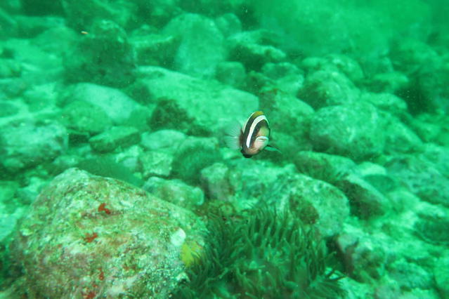 Jetty Dive Centre - Dive Center in Australia