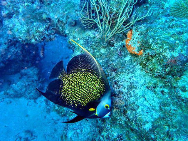 St. Croix Ultimate Bluewater Adventures - Dive Center in US Virgin Islands