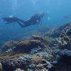 Picture taken during the dive