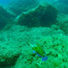Picture taken during the dive