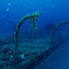 Picture taken during the dive