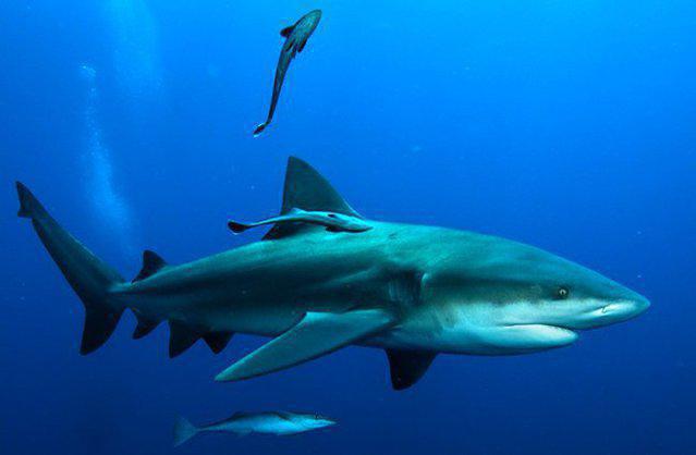 Calypso Reef Charters Pty Ltd - Dive Center in Australia