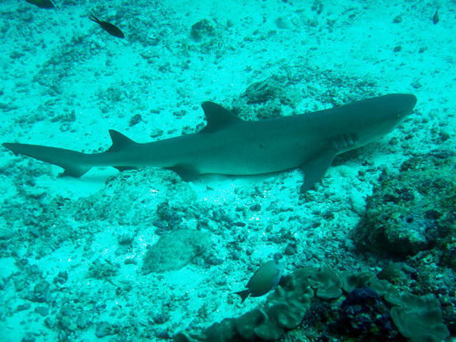 Bluetribe Moofushi - Dive Center