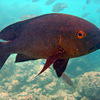 Picture taken during the dive