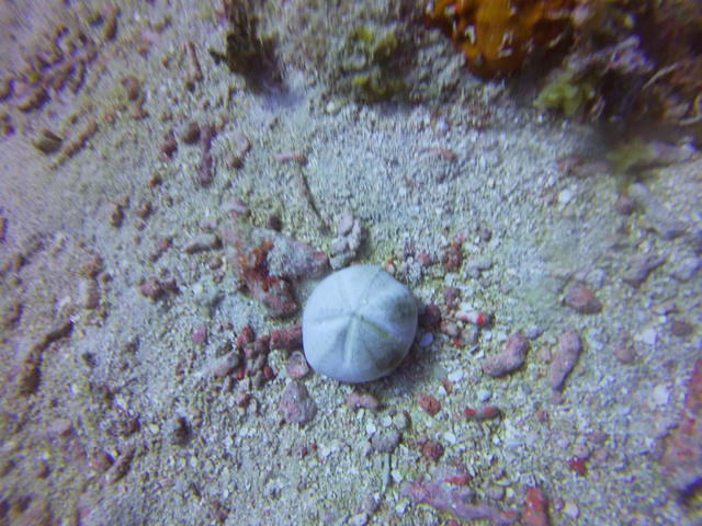 Sandals Montego Bay - Dive Center in Jamaica