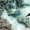 Picture taken during the dive