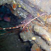 Picture taken during the dive