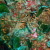 Picture taken during the dive