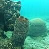 Picture taken during the dive