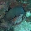 Picture taken during the dive