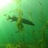 Picture taken during the dive