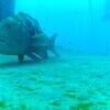 Picture taken during the dive
