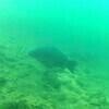 Picture taken during the dive