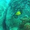 Picture taken during the dive