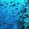 Picture taken during the dive
