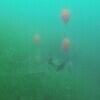 Picture taken during the dive