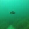 Picture taken during the dive