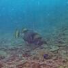Picture taken during the dive