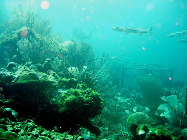 Cnar Sarl-Noa Plongee - Dive Center