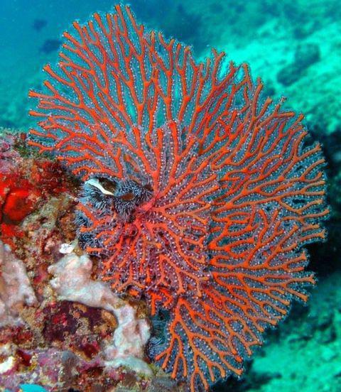 Thalassa Immersion - Dive Center in France
