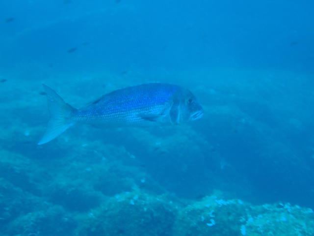 Sarl E Ragnole - Dive Center in France