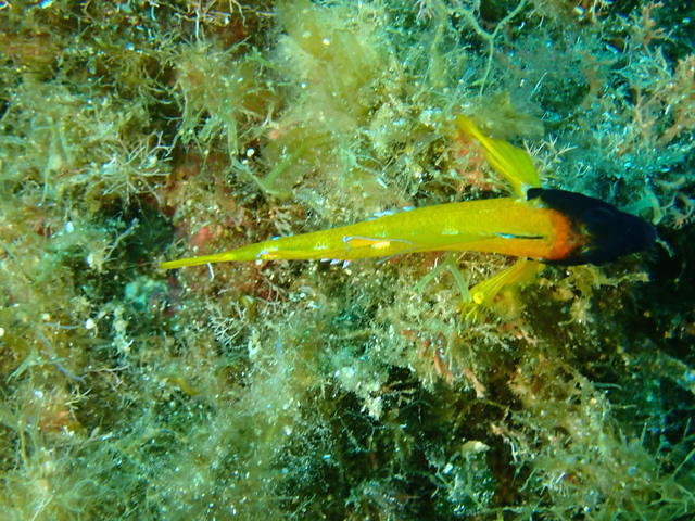 Sarl E Ragnole - Dive Center in France