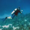 Picture taken during the dive
