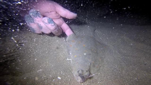 Newhaven Scuba Centre - Dive Center in Royaume-Uni