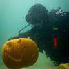 Picture taken during the dive
