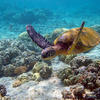 Picture taken during the dive