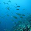 Picture taken during the dive