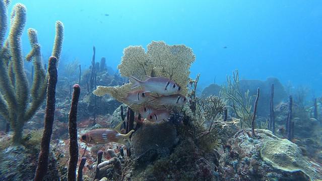 Scubaquatic - Dive Center in Dominican Republic