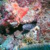 Picture taken during the dive