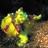 Picture taken during the dive