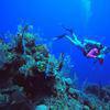 Picture taken during the dive