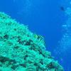 Picture taken during the dive