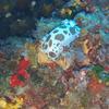 Picture taken during the dive